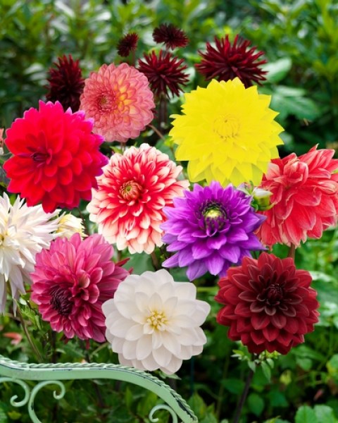 Dahlia Deco Mix2